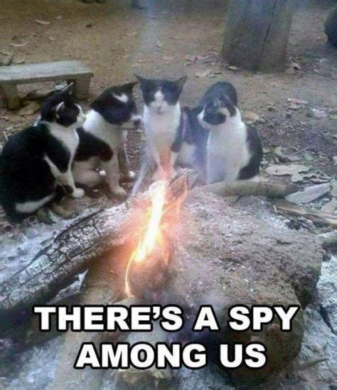 A Spy Funny Animal Memes Funny Cat Memes Cute Animal Memes