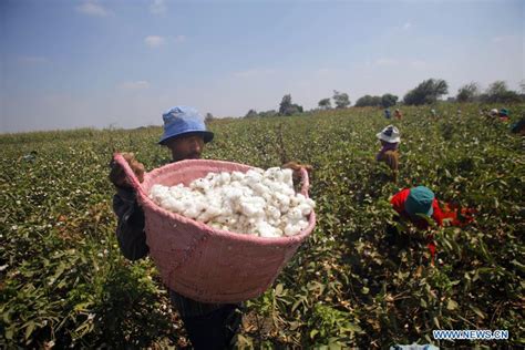 Feature Egyptian Farmers Hopeful For Profitable Cotton Season Xinhua