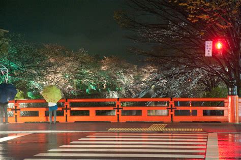 Jeffrey Friedls Blog Wet And Gloomy Cherry Blossom Lightup In Kyoto