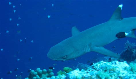 White Tipped Reef Shark Facts Diet And Habitat Information