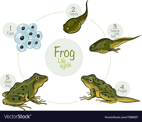 Life Cycle A Frog Royalty Free Vector Image Vectorstock