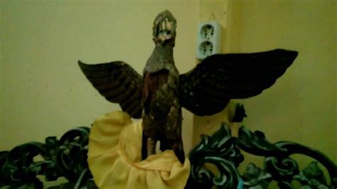 Mpc menggelar kirab burung garuda raksasa dengan dikawal 73 obor. Wujud Asli Garuda Di Kerajaan Sintang Inspirasi Lambang ...