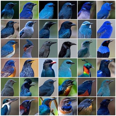 Nearly All The Blue Bird Species Found In India See Comments Rpics