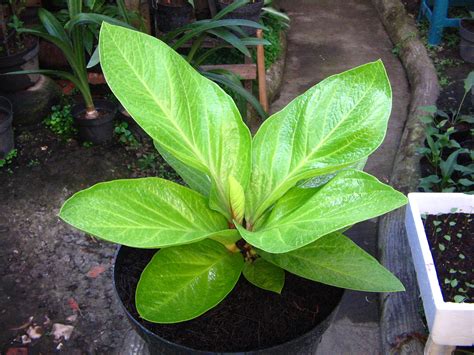 Peluang Usaha Tanaman Hias Bunga Anthurium, Masih Cukup ...