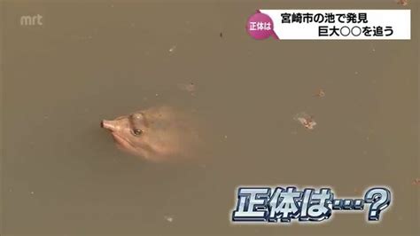 「大きすぎて衝撃でした」宮崎市の池に出現した謎の「巨大生物」その正体は？ Tbs News Dig 2ページ