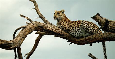Specialist Wild Animal Safaris In Africa