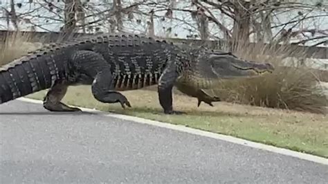 Huge Alligator Spotted Strolling On Golf Course