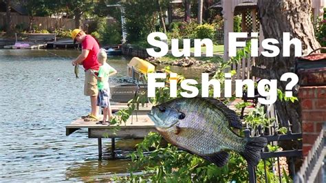 Sunfish Fishing Caught Big Ones Youtube
