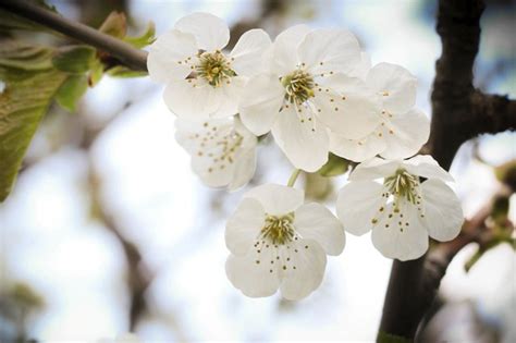 Facts About Apple Blossoms Hunker