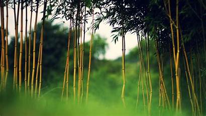 Bamboo Young Nature Wallpapers Plants Grass Desktop
