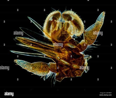Horsefly Bite Hi Res Stock Photography And Images Alamy