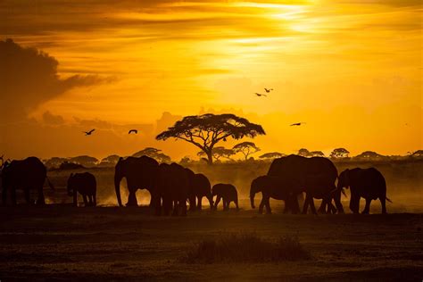Sunset Safari Image National Geographic Your Shot Photo Of The Day