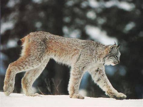 Canada Lynx Canadian Lynx Coniferous Forest