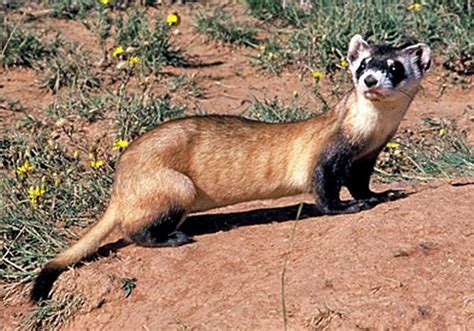 The Black Footed Ferret Also Known As The American Polecat Or Prairie