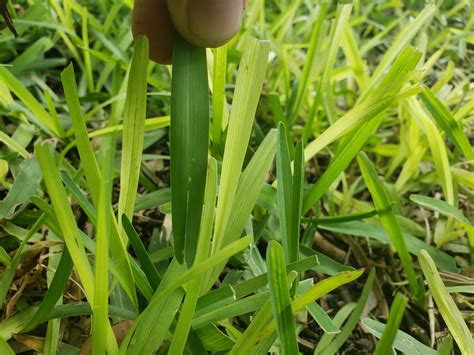 Pale Yellow St Aug Blades Wthinning In Patches The Lawn Forum