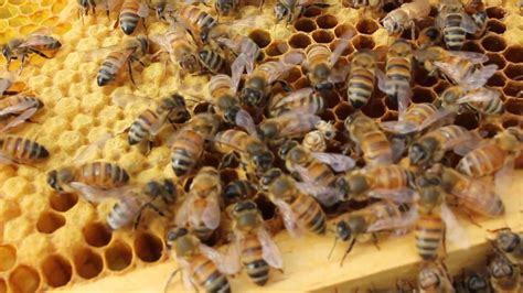 For a queen bee, it's around 24 days. Honey bee baby