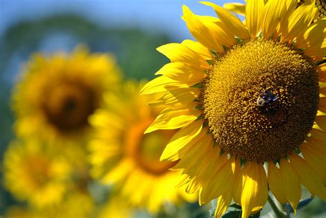 Bokeh Sunflower Bee Mckee Beshers Wildlife Management Area Flickr