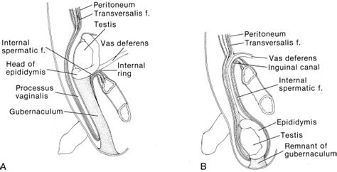 Inguinal Region Anatomy