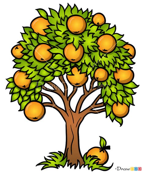 How To Draw Orange Tree Trees