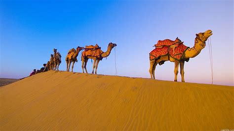 Animals Camels Desert Hd Wallpaper Wallpaperbetter