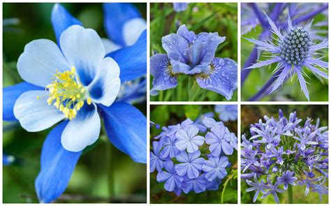 Colourful Perennials For Your Garden Fasci Garden