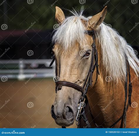 Close Up Of A Beautiful Horse In A Farm Stock Image Image Of