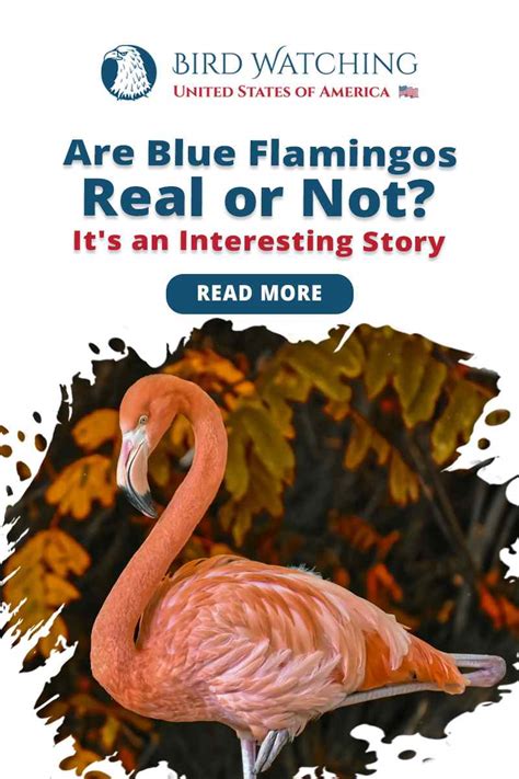 Are Blue Flamingos Real Or Not Its An Interesting Story
