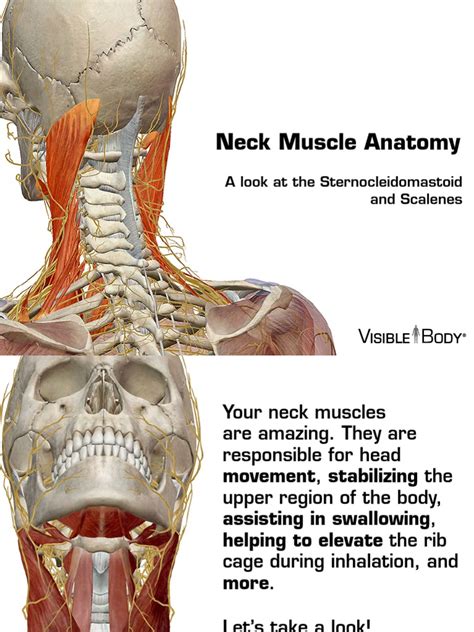 Back Of Neck Anatomy Diagram Cervical Vertebrae For More Details Go