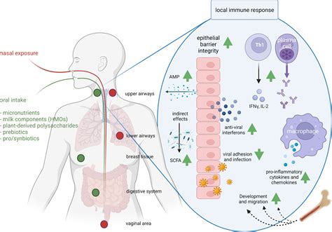 Frontiers Ingestion Immunity And Infection Nutrition And Viral Respiratory Tract Infections