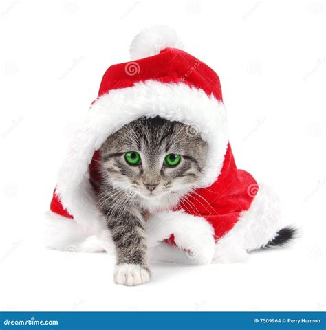 Green Eyed Tabby Kitten With Christmas Outfit Stock Images Image 7509964