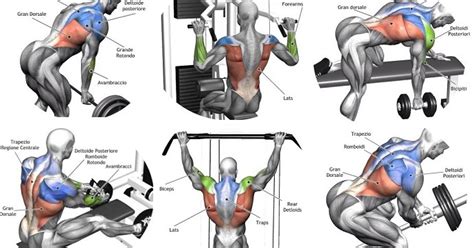 Building Back Muscles 3 Mass Building Back Exercises All