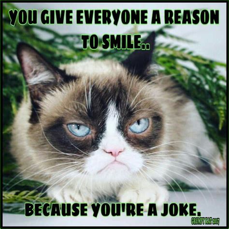68 Best Images About My Grumpy Cats 2014 N 2015 N 2016 N