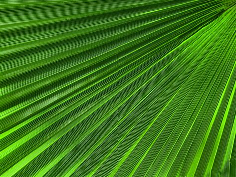 Green Palm Leaf Texture Free Stock Photo Public Domain Pictures