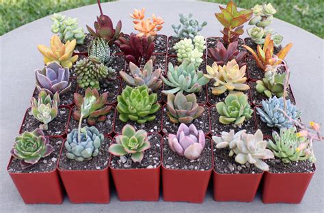 Does either well, as long as light needs are met. 24 Colorful Succulents in 2-1/2 inch pots Succulent Plants