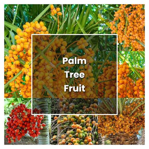 How to Grow Palm Tree Fruit - Plant Care & Tips | NorwichGardener
