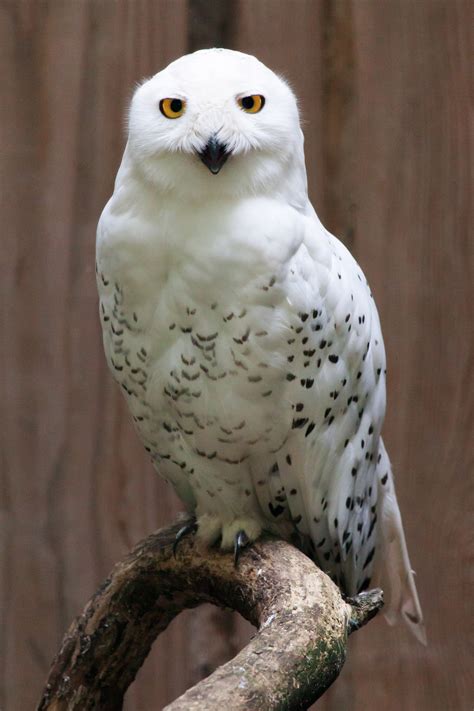 Snowy Owl Bubo Scandiacus Image Free Stock Photo Public Domain