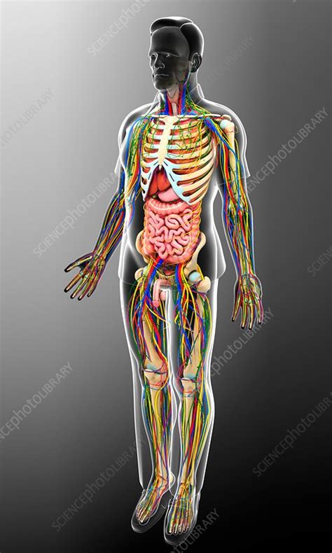 Male Anatomy Illustration Stock Image F Science Photo Library