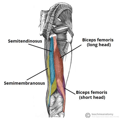 The gastrocnemius muscle has two large bellies, called the medial head and the lateral. Posterior Leg Muscles Diagram (con imágenes) | Anatomia ...