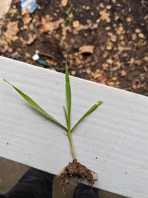 Need Help Identifying Grassweed Rlawncare