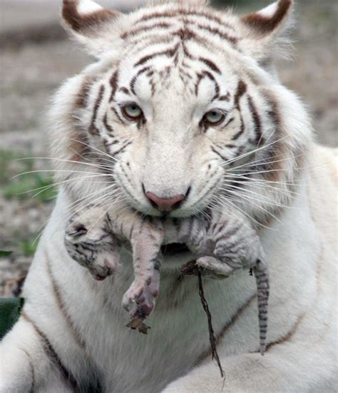 White Tiger Holding Baby Tiger Cub Pics