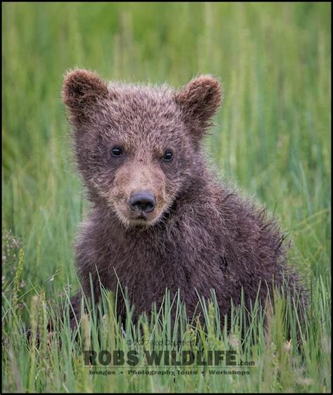 Cuddly Grizzly Bear Cub Print Bear Photography Baby Animal Etsy