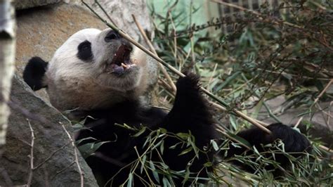 Edinburgh Zoos Pandas Not Quite Ready To Mate Bbc News
