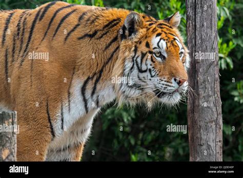 Siberian Tiger Panthera Tigris Altaica Close Up Portrait In Enclosure