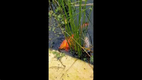Goldfish Mating Rituals Youtube