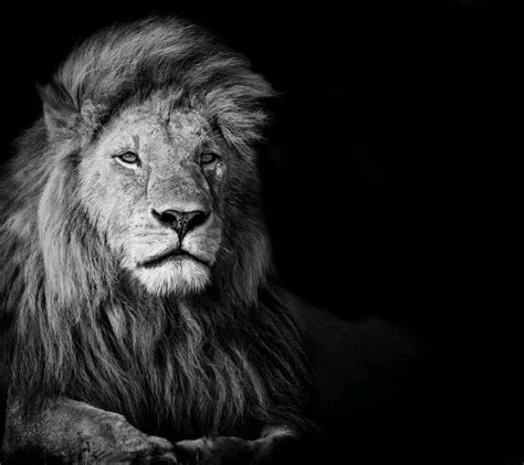 Lion Black And White Wallpapers Wallpaper Cave