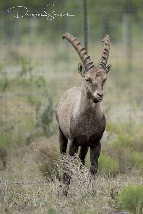 Ibex Alpine — Texas Divide Ranch