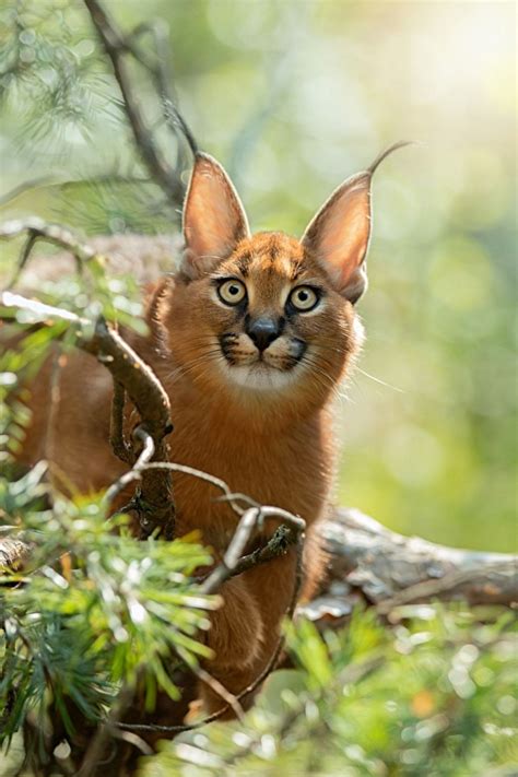 Caracal Wallpapers 47 Images Inside