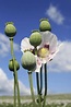 Opium Poppy Information: Learn About Opium Poppy Flowers