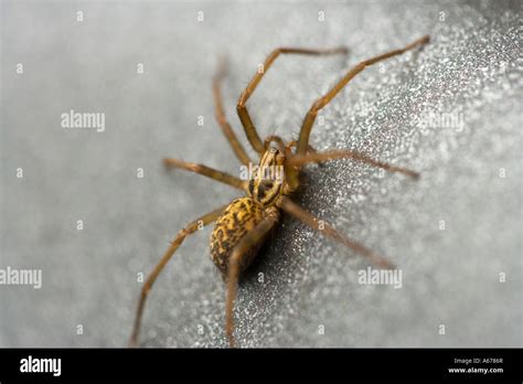 Male House Spider Tegenaria Domestica Stock Photo Alamy