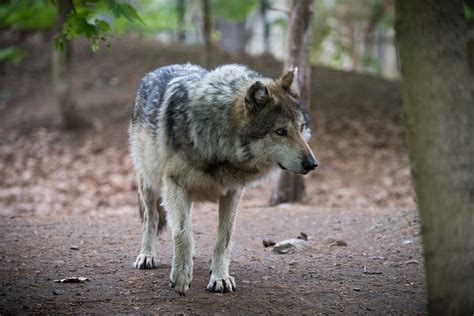 Wolf Looking At Its Pack Eric Kilby Flickr
